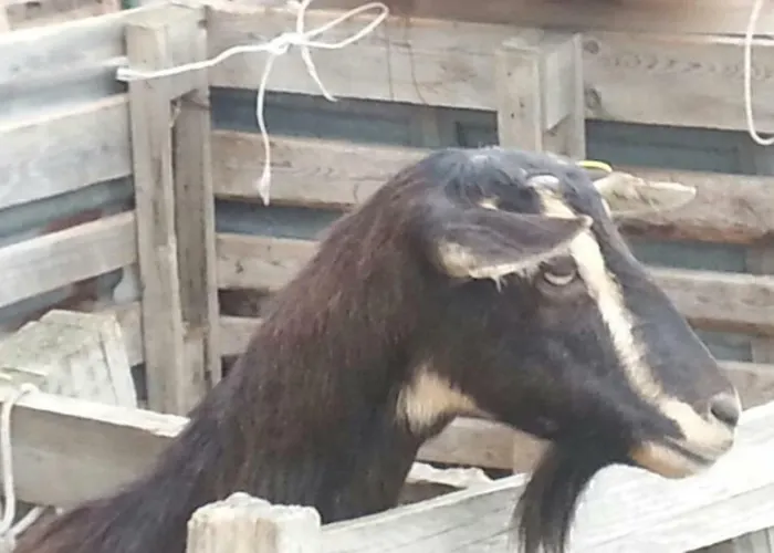 Фермерский дом La Collina Degli Allori